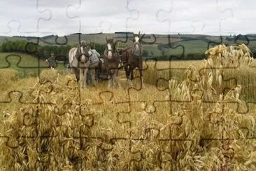 פאזל של Clydesdales at harvest