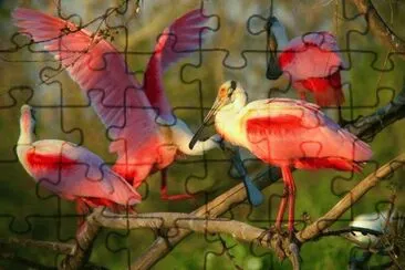 ImÃ¡genes jigsaw puzzle