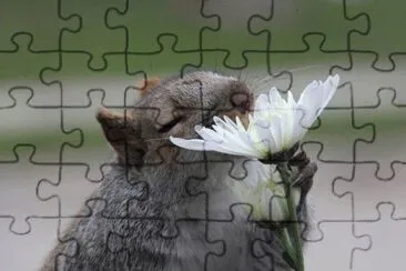 ImÃ¡genes jigsaw puzzle