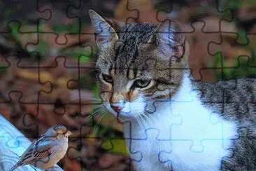 ImÃ¡genes jigsaw puzzle