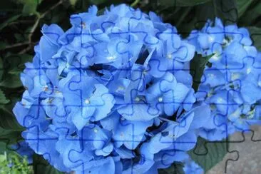 blue hydrangia jigsaw puzzle