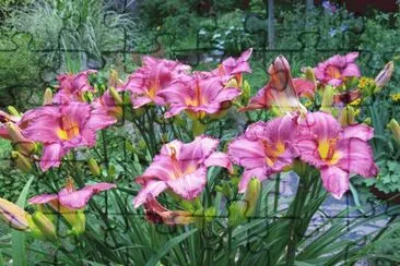 Daylily