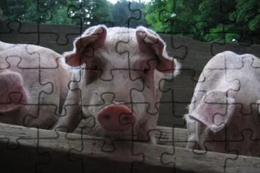 pigs jigsaw puzzle