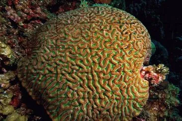 Coral Boulder Brain - Mar caribe