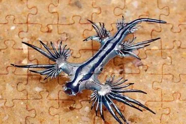 Glaucus Atlanticus