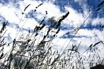 long grass against blue sky