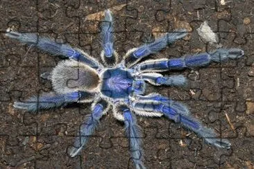 tarantula azul