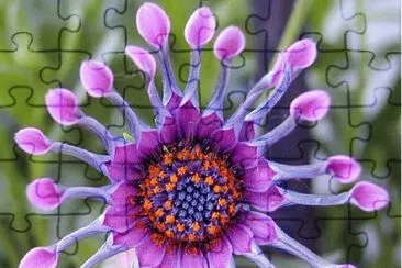 fractal flower