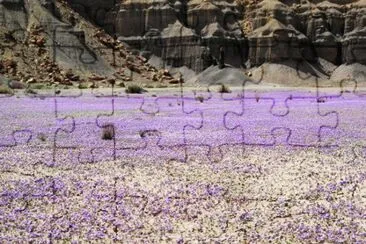 Blooming Flowers in Desert-Utah