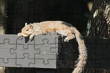 Squirrel In the Sun