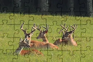 Group of Bucks with a Doe