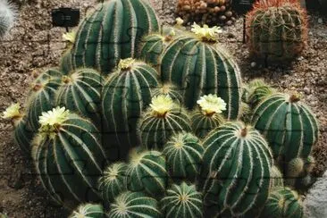 CACTUS