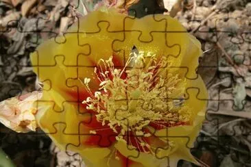 Opuntia Macrocentra - Norte y CentroamÃ©rica