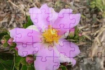 Pereskia Grandifolia - Centro y SudamÃ©rica