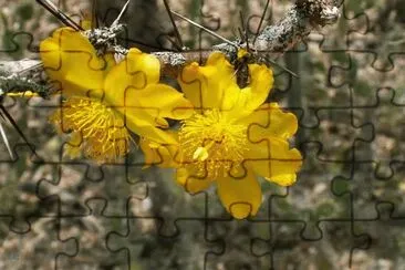 Pereskia Guamacho - Centro y SudamÃ©rica