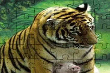 Pig and tiger