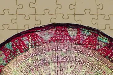 linden stem jigsaw puzzle