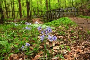 forest with wildflowers