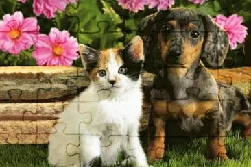 CÃ£o e gato