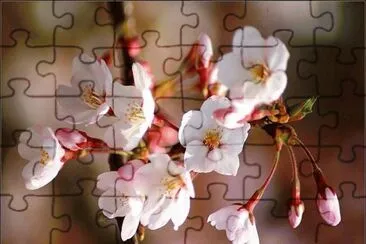 flores jigsaw puzzle