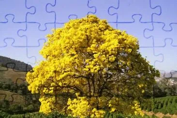 IpÃª Amarelo - Ã¡rvore sÃ­mbolo do Brasil jigsaw puzzle