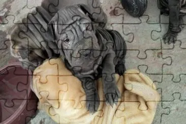 פאזל של sharpei bonitos