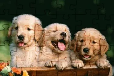 פאזל של cachorros hermosos