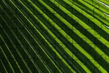 palm frond