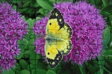 Butterfly on Purple Flowers