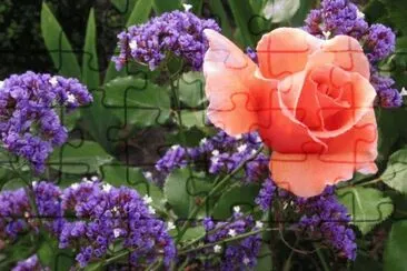 Pretty Rose and Purple Wild Flowers