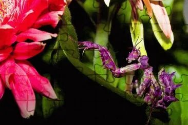 Purple Praying Mantis jigsaw puzzle