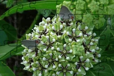 nature fractal jigsaw puzzle