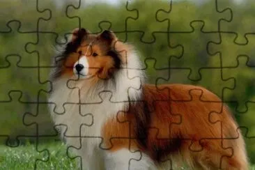 c5 jigsaw puzzle