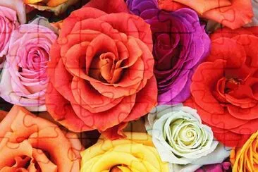 rosas em cores