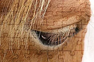 Horse Eye