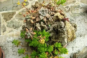 ..mini giardino roccioso jigsaw puzzle