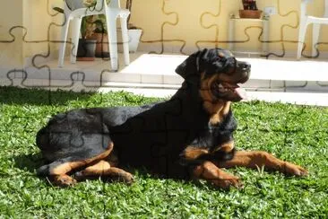 rotweiller