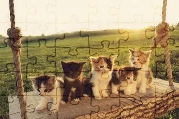 Gatinhos. jigsaw puzzle