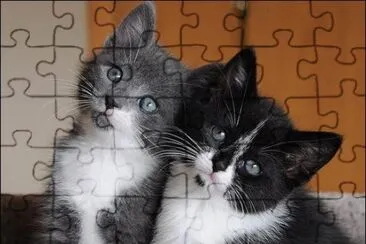 Gatinhos. jigsaw puzzle