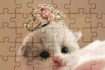 Gatinhos. jigsaw puzzle