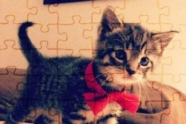 Gatinho. jigsaw puzzle