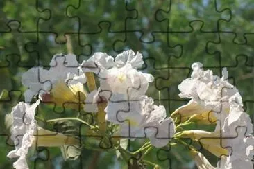 Lapacho Blanco - SudamÃ©rica jigsaw puzzle