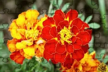 Tagetes - AmÃ©rica