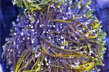 Purple Stem Rainbow Torch Coral