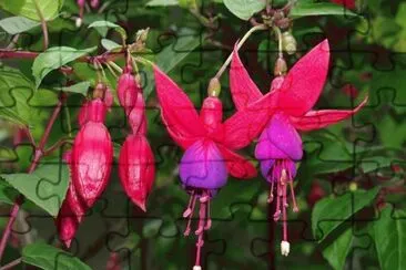 Fuchsia - AmÃ©rica y OceanÃ­a