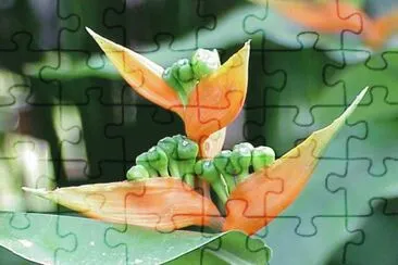 Heliconia Aurantiaca - AmÃ©rica Central jigsaw puzzle