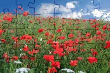 poppy field jigsaw puzzle