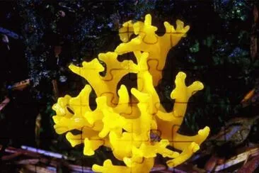 Calocera Viscosa