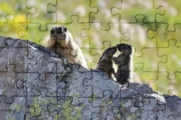 Le vere giovani marmotte jigsaw puzzle