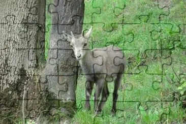 Cucciolo in Valle d 'Aosta jigsaw puzzle